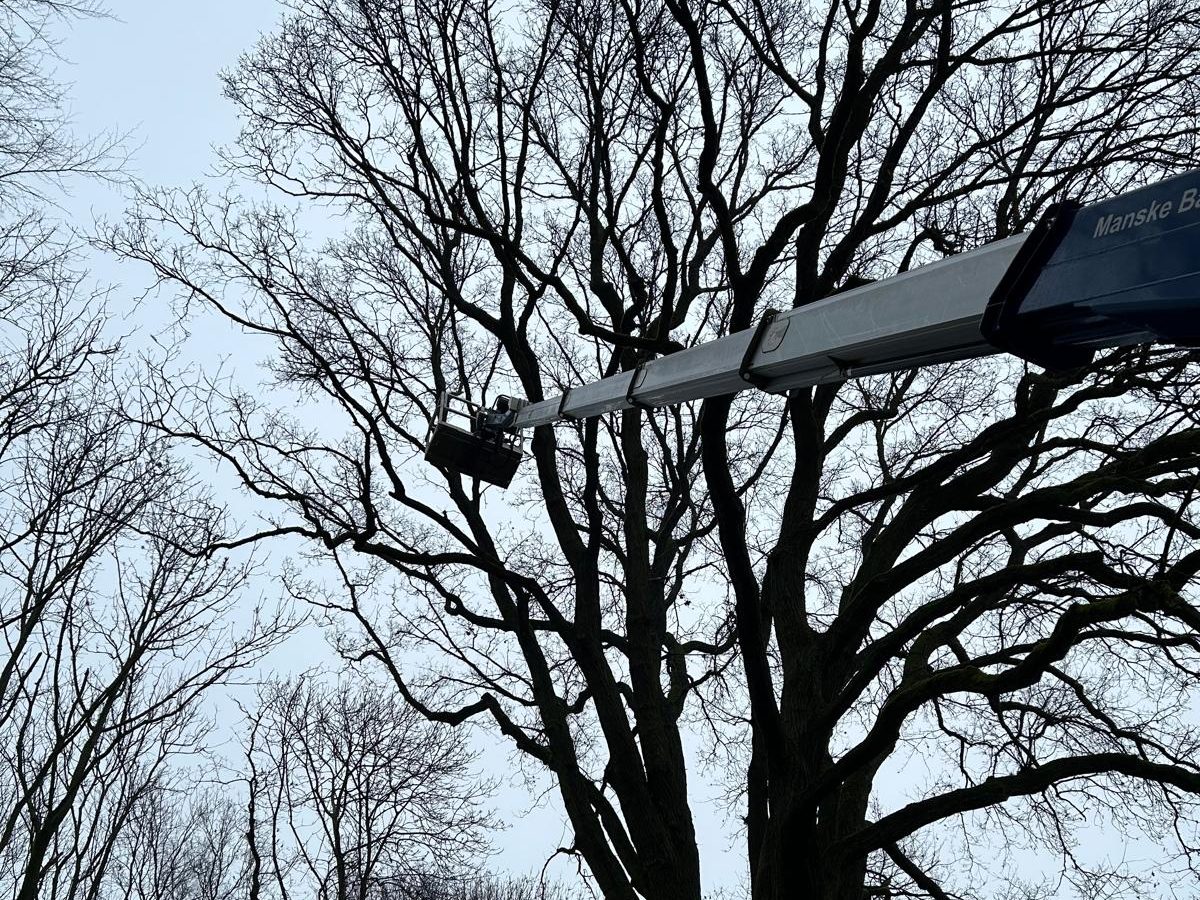 Fällung einer Winterlinde mit Hubarbeitsbühne